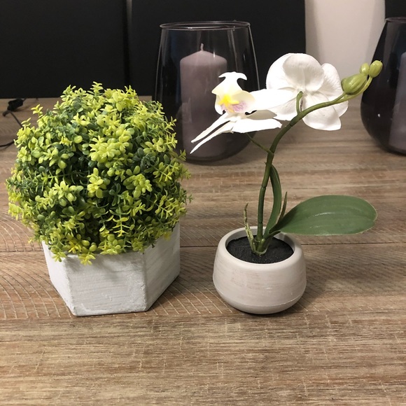 Other - Decorative Plant Bundle 🌱